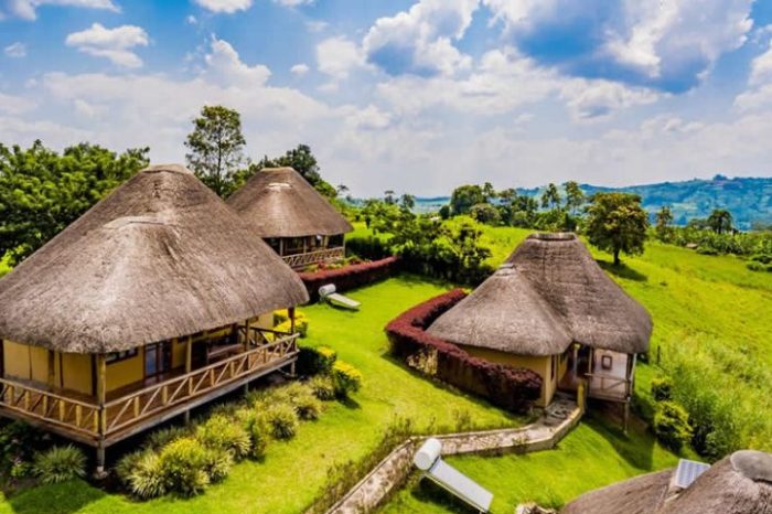 6 Days Gorilla Trekking, Chimpanzee Trekking And Game Drive – Kibale National Park Uganda, Queen Elizabeth National Park, Bwindi Impenetrable National Park, Lake Bunyonyi