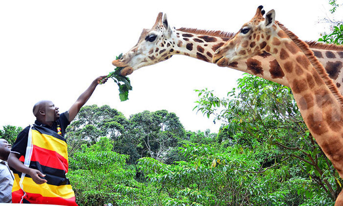 10 Rarest Animals You Can't Miss on a Safari in Uganda