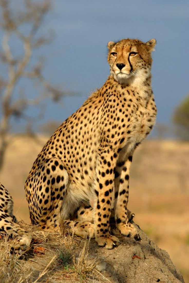 A cheetah scanning the plains of Murchison Falls National Park for prey