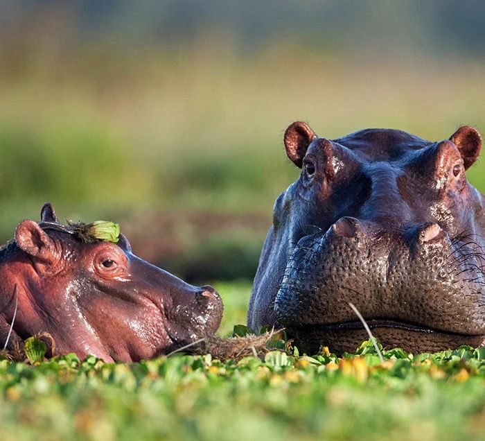 The Gentle Giants of the Water: Exploring the World of Hippos