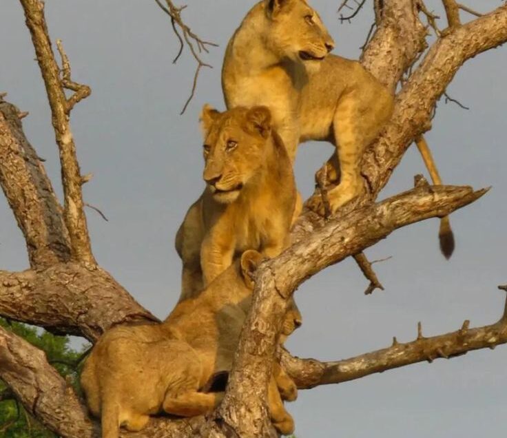Don’t Miss the Tree-Climbing Lions of Ishasha on Your Ugandan Safari Few wildlife experiences compare to seeing the famous tree-climbing lions of Ishasha in Queen Elizabeth National Park. These lions are unique, resting gracefully on fig and acacia trees—a sight found almost nowhere else in the world. With Kajagyi Falls Gorilla Tours, your safari is more than just a drive through the park. Expert guides know the lions’ favorite resting trees and daily routines, maximizing your chance of witnessing this rare behavior. From the comfort of a safari vehicle, you’ll watch these majestic predators relax, stretch, and survey the savannah below—a truly unforgettable experience. For anyone exploring Uganda, spotting Ishasha’s tree-climbing lions is a must-do adventure, and Kajagyi ensures it’s a seamless, memorable journey.